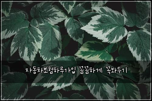 자동차보험하루가입 꼼꼼하게 꼭봐두기