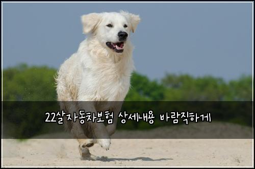 22살자동차보험 상세내용  바람직하게