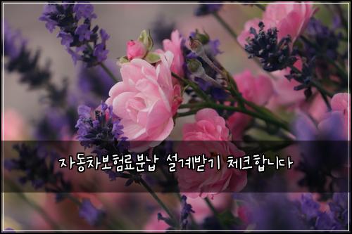 자동차보험료분납 설계받기 체크합니다