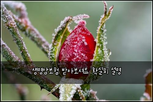 생명암보험 받아보셔요  확실히 설명
