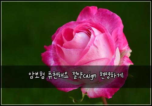 ์๋ณดํ ์ธ์ฒํด์ ์ ์ฝcaign ํ๋ช
ํ๊ฒ