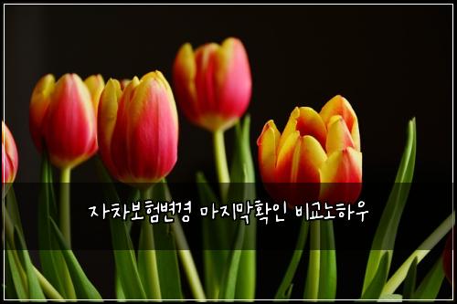 자차보험변경 마지막확인 비교노하우