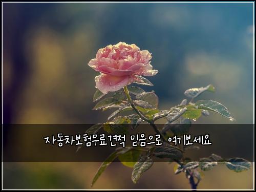 자동차보험무료견적 믿음으로 여기보세요