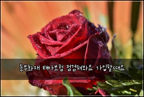 동부화재 태아보험 점검해봐요  가입할때요