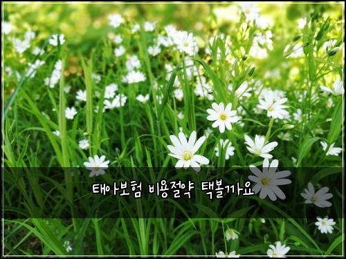ํ์๋ณดํ ๋น์ฉ์ ์ฝ ํ๋ณผ๊น์
