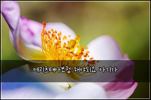 ๋ฉ๋ฆฌ์ธ ํ์๋ณดํ ํด์ผ๋์ ์๊ธฐ๊ฐ