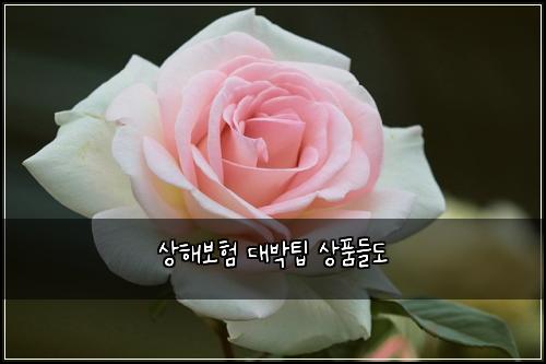 ์ํด๋ณดํ ๋๋ฐํ ์ํ๋ค๋