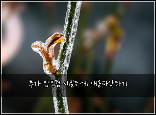 추가 암보험 세밀하게  내용파악하기