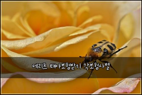 메리츠 태아보험받기 각보험사별