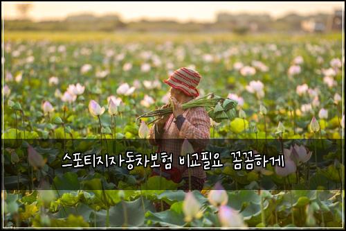 스포티지자동차보험 비교필요  꼼꼼하게