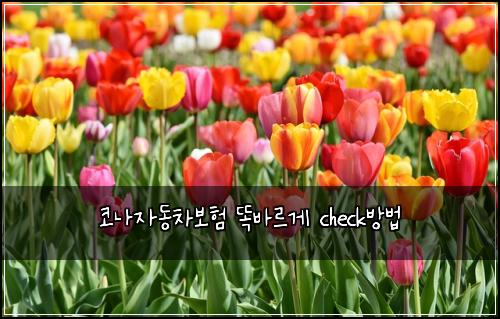 μ½λμλ차보ν λλ°λ₯΄κ² checkλ°©λ²