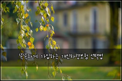 똑똑하게 가입하는 개인차량보험 선택법