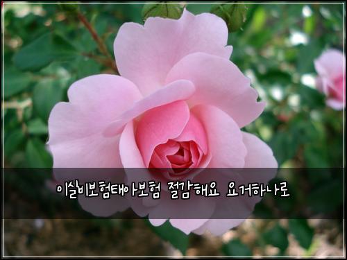 ์ด์ค๋น๋ณดํํ์๋ณดํ ์ ๊ฐํด์ ์๊ฑฐํ๋๋ก