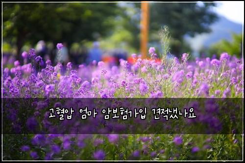 고혈압 엄마 암보험가입 견적냈나요
