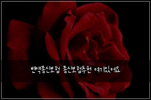 변액종신보험 종신보험추천 여기있어요