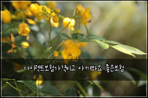 ๋ค์ด๋ ํธ๋ณดํ๊ฐ๊ฒฉ๋น๊ต ์๊ปด๋ด์ ์ข์๋ณดํ