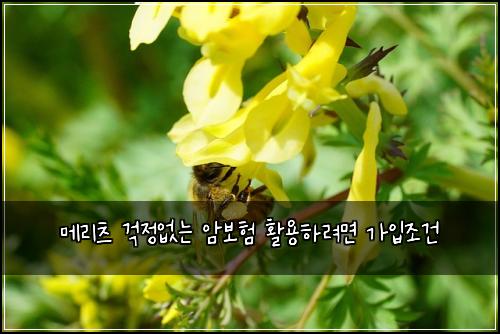 ๋ฉ๋ฆฌ์ธ ๊ฑฑ์ ์๋ ์๋ณดํ ํ์ฉํ๋ ค๋ฉด ๊ฐ์
์กฐ๊ฑด