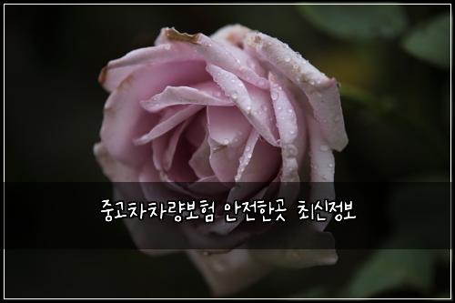 ์ค๊ณ ์ฐจ์ฐจ๋๋ณดํ ์์ ํ๊ณณ ์ต์ ์ ๋ณด