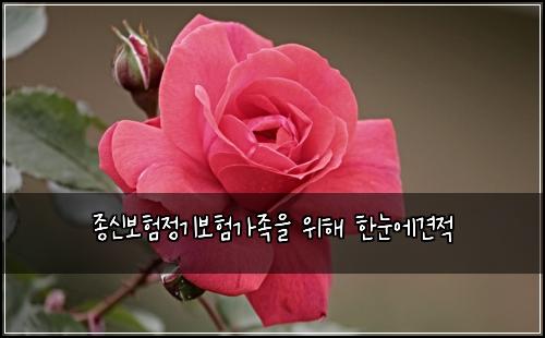 종신보험정기보험가족을 위해 한눈에견적