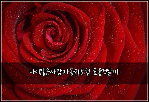 ๋์ด๋ง์์ฌ๋์๋์ฐจ๋ณดํ ํจ์จ์ ์ผ๊น