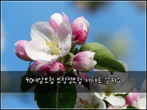 40대암보험 보장성보험  제대로 살펴요