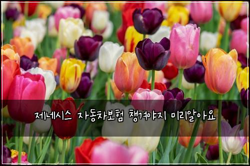 제네시스 자동차보험 챙겨야지  미리알아요