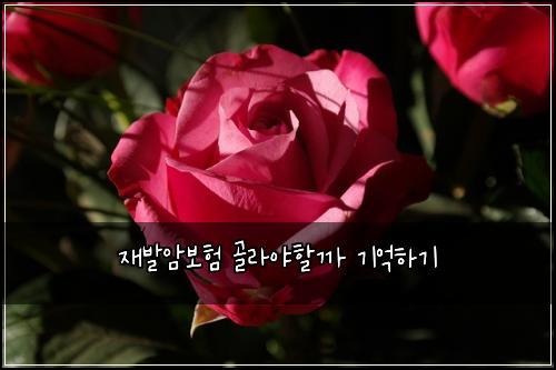 재발암보험 골라야할까  기억하기