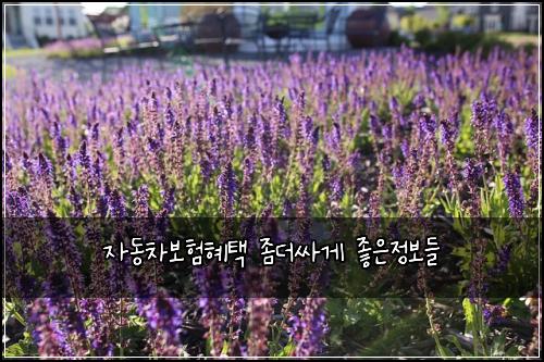 자동차보험혜택 좀더싸게 좋은정보들