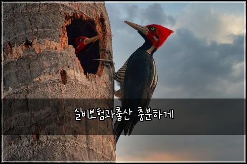실비보험과출산 충분하게