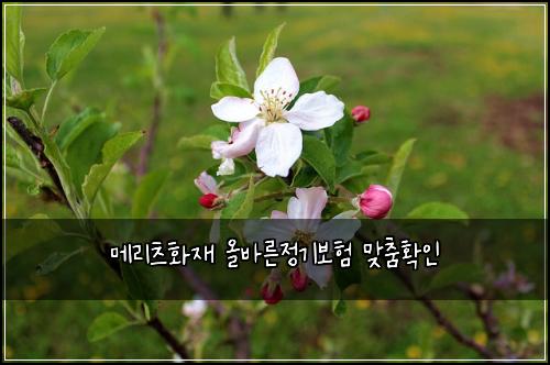 ๋ฉ๋ฆฌ์ธ ํ์ฌ ์ฌ๋ฐ๋ฅธ์ ๊ธฐ๋ณดํ ๋ง์ถคํ์ธ