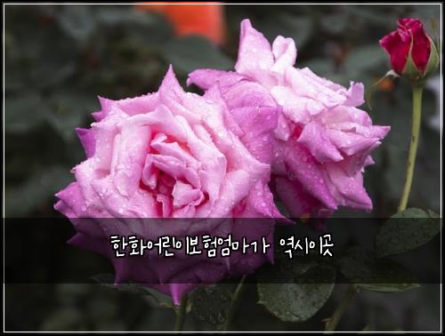 한화어린이보험엄마가 역시이곳
