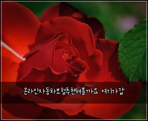 ์จ๋ผ์ธ์๋์ฐจ๋ณดํ์ถ์ฒํด๋ณผ๊น์ ์ฌ๊ธฐ๊ฐ๊ฐ