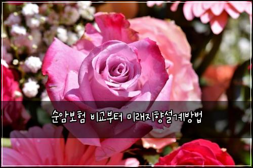 순암보험 비교부터  미래지향설계방법