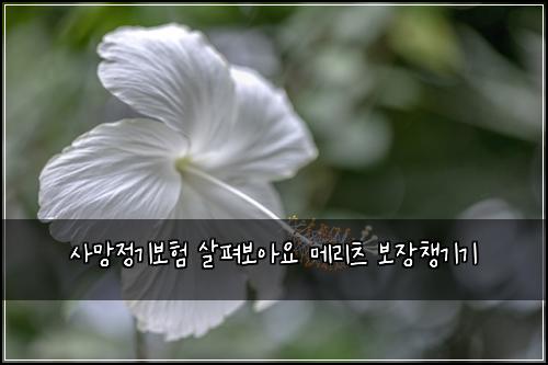 ์ฌ๋ง์ ๊ธฐ๋ณดํ ์ดํด๋ณด์์ ๋ฉ๋ฆฌ์ธ ๋ณด์ฅ์ฑ๊ธฐ๊ธฐ