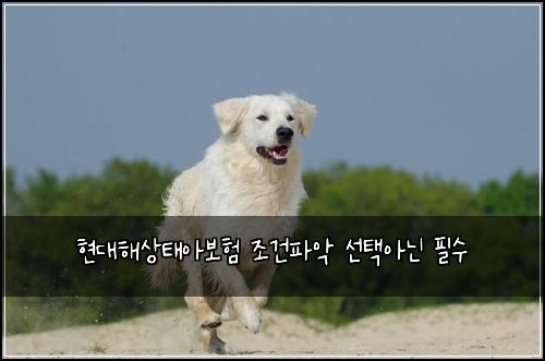 ํ๋ํด์ํ์๋ณดํ ์กฐ๊ฑดํ์
์ ํ์๋ ํ์