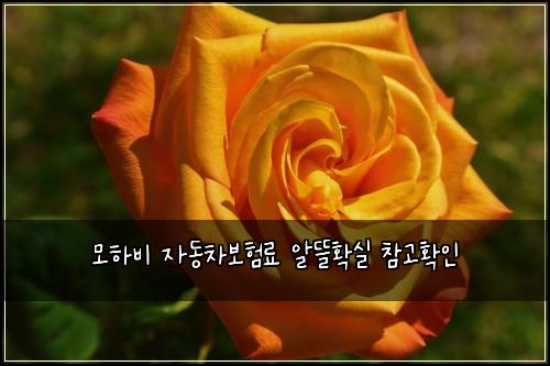 모하비 자동차보험료 알뜰확실 참고확인