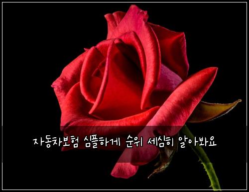 ์๋์ฐจ๋ณดํ ์ฌํํ๊ฒ ์์ ์ธ์ฌํ ์์๋ด์