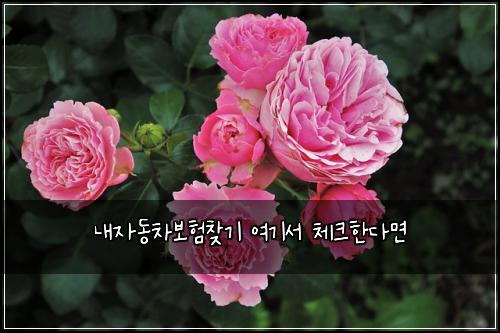 내자동차보험찾기 여기서 체크한다면