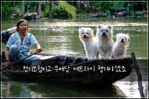 정기보험비교 무배당 메트라이 챙겨야겠죠