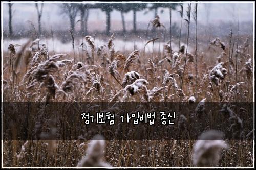 정기보험 가입비법  종신