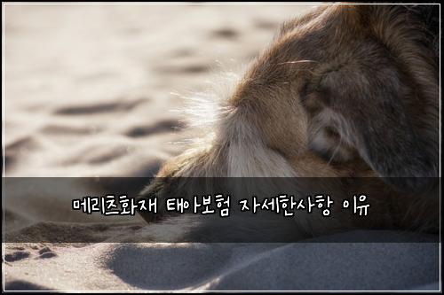 ๋ฉ๋ฆฌ์ธ ํ์ฌ ํ์๋ณดํ ์์ธํ์ฌํญ ์ด์