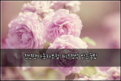 전연령자동차보험 체크정석  받는꿀팁