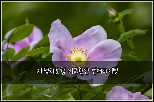 자덩차보험 비교확인  언더라이팅