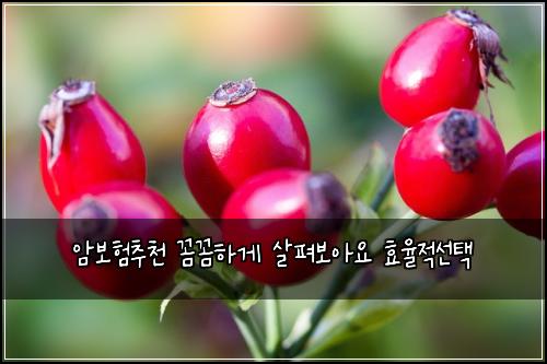 암보험추천 꼼꼼하게 살펴보아요 효율적선택