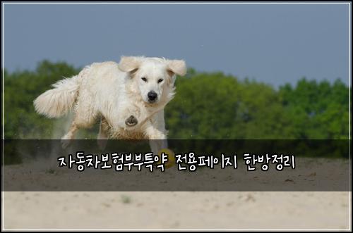 자동차보험부부특약 전용페이지 한방정리