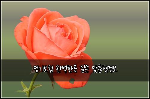 정기보험 완벽한곳  실손 맞춤형정보