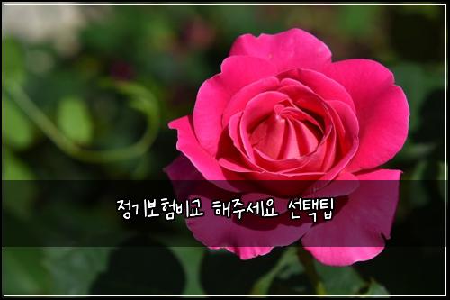 ์ ๊ธฐ๋ณดํ๋น๊ต ํด์ฃผ์ธ์ ์ ํํ