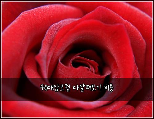 40๋์๋ณดํ ๋ค์ดํด๋ณด๊ธฐ ๋น์ฉ