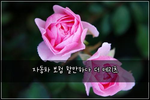 자동차 보험 할만하다  더 메리츠