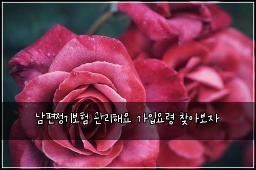 남편정기보험 관리해요  가입요령 찾아보자